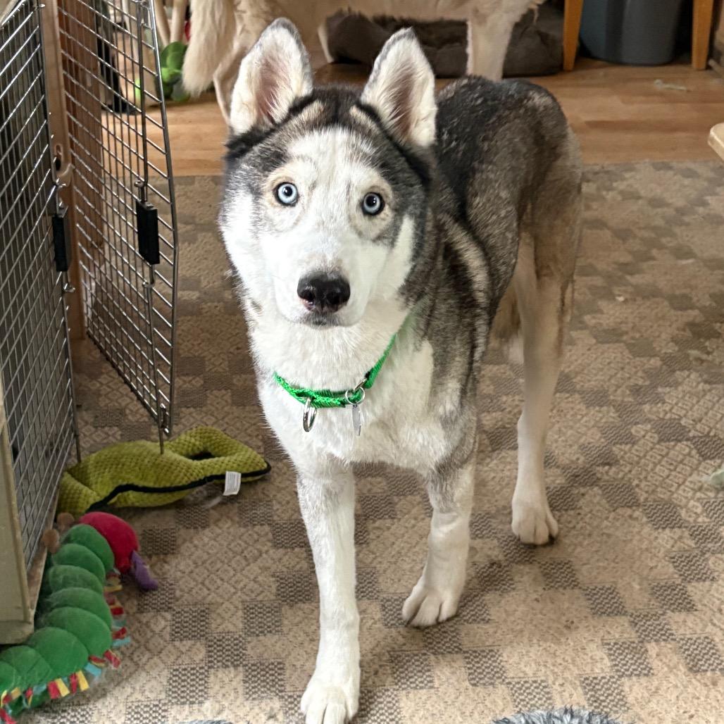 Enlarge Freya, a Adoptable Siberian Husky in Carol Stream, IL image 6/6