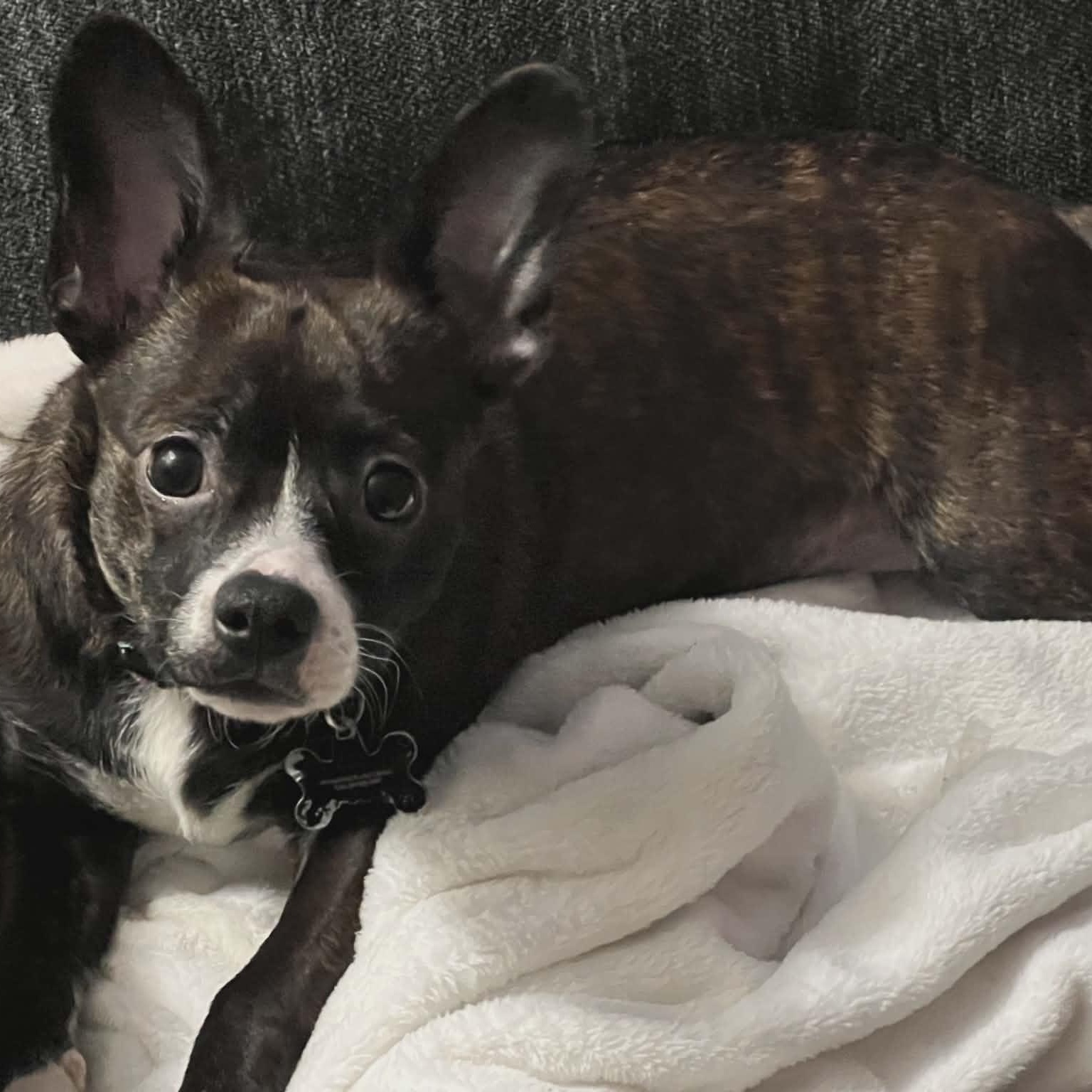 Enlarge Moo , an adopted mixed breed in Woodstock, ON image 2/4