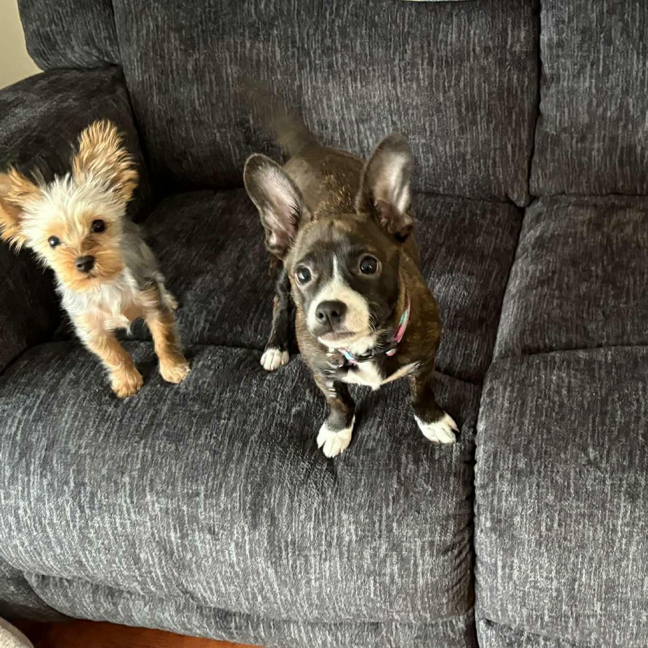 Enlarge Moo , an adopted mixed breed in Woodstock, ON image 4/4