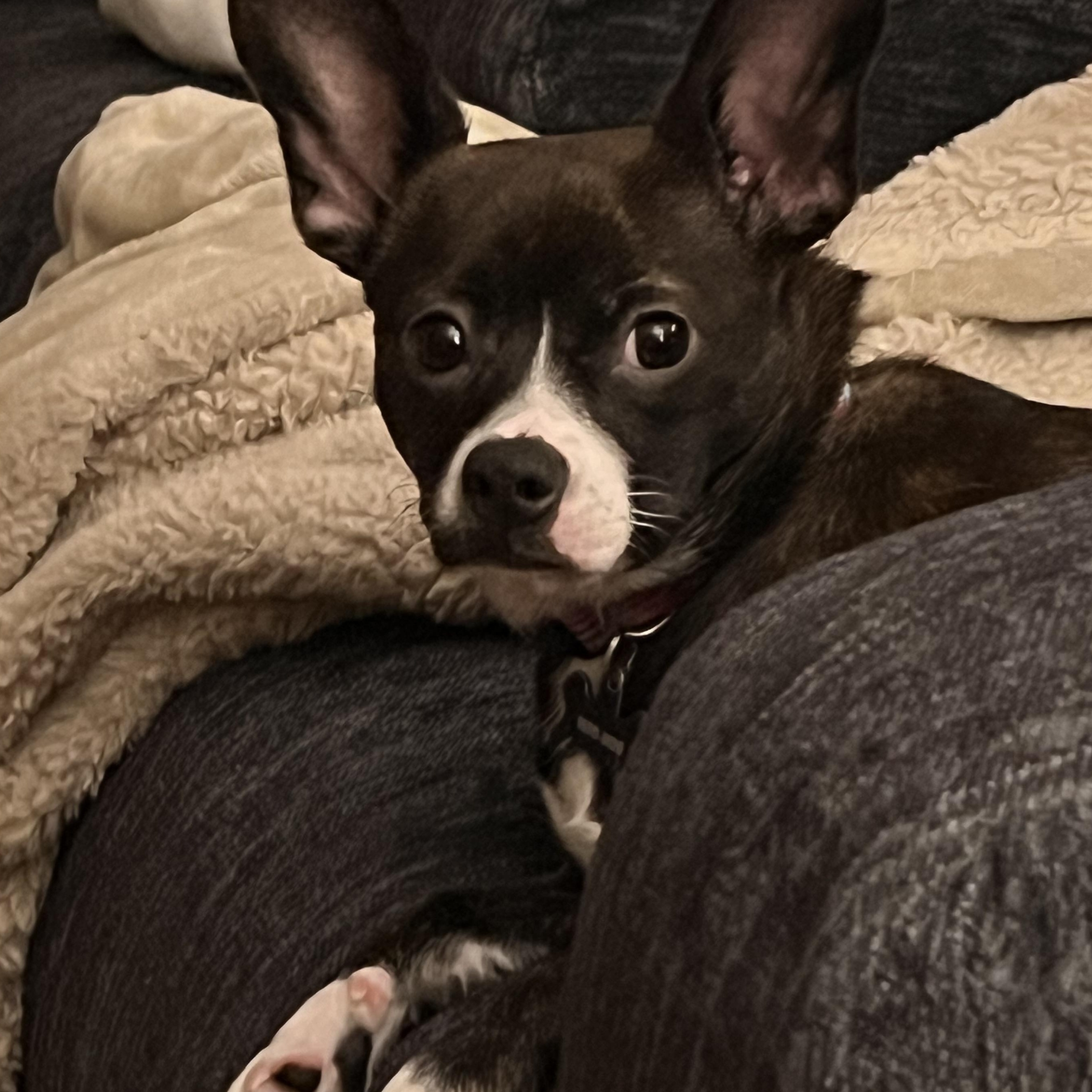 Moo , adopted, Puppy Female Boston Terrier & Pug.