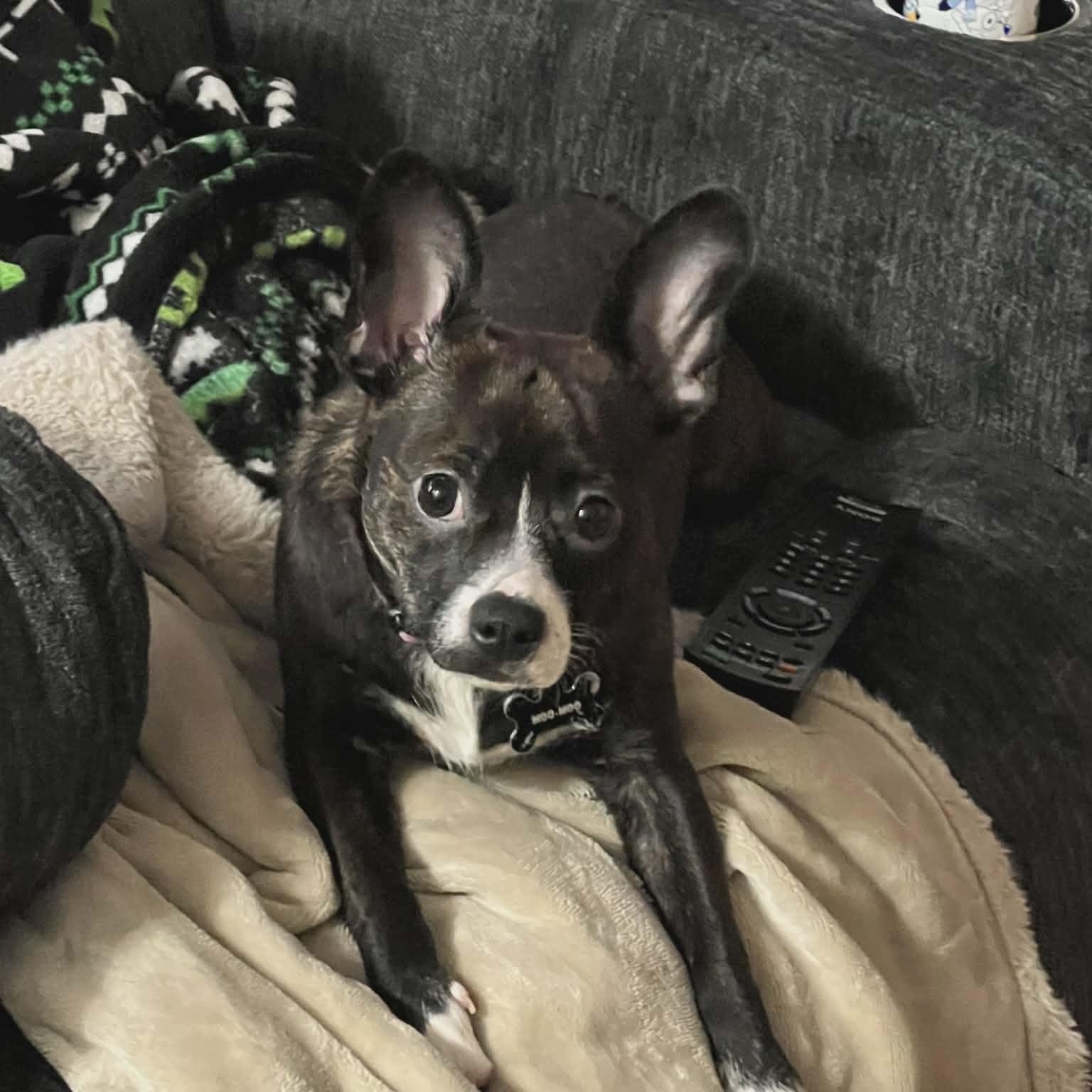 Enlarge Moo , an adopted mixed breed in Woodstock, ON image 3/4