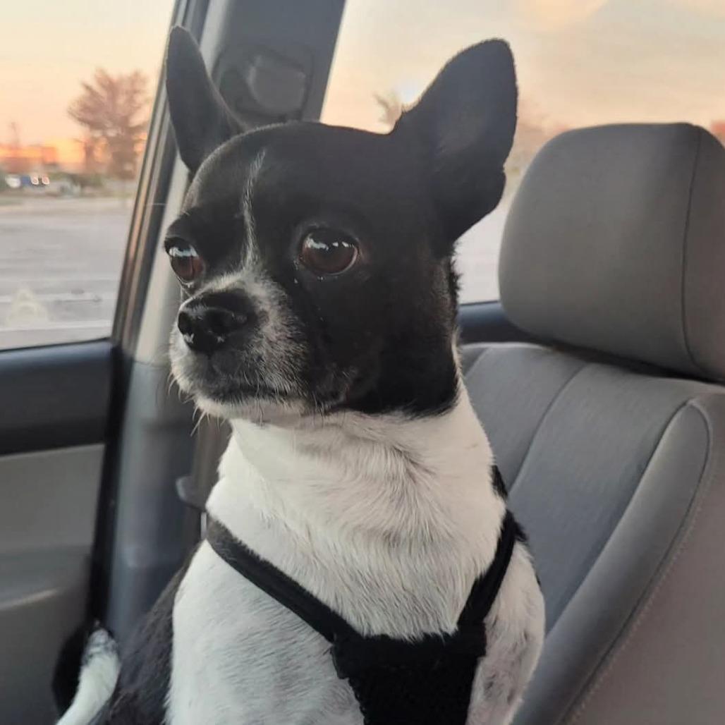 Enlarge Bubba, a Adoptable mixed breed in Rochester, MN image 1/1