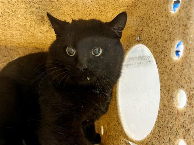 Enlarge GUSTER, a Adoptable Domestic Short Hair in Loveland, CO image 1/1
