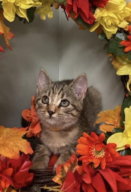 Enlarge Muffin, a Adoptable Domestic Short Hair in Picayune, MS image 1/3