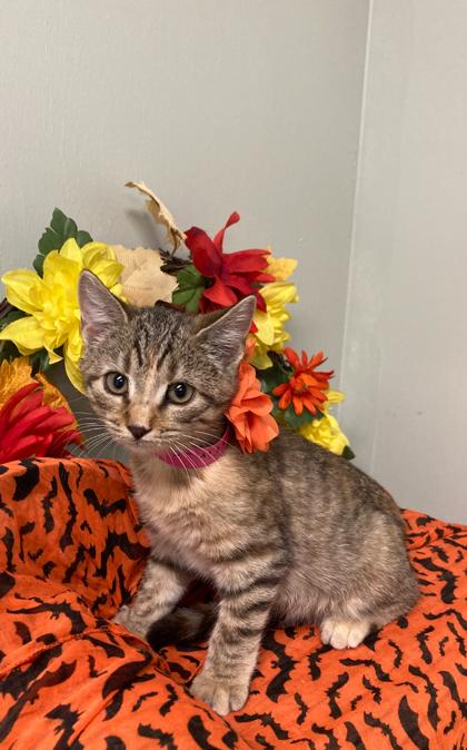 Enlarge Muffin, a Adoptable Domestic Short Hair in Picayune, MS image 2/3