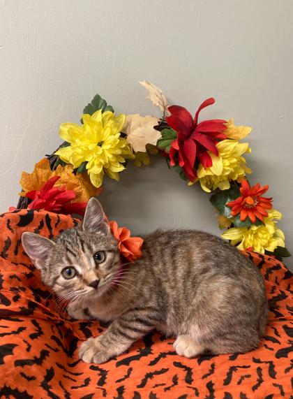 Enlarge Muffin, a Adoptable Domestic Short Hair in Picayune, MS image 3/3