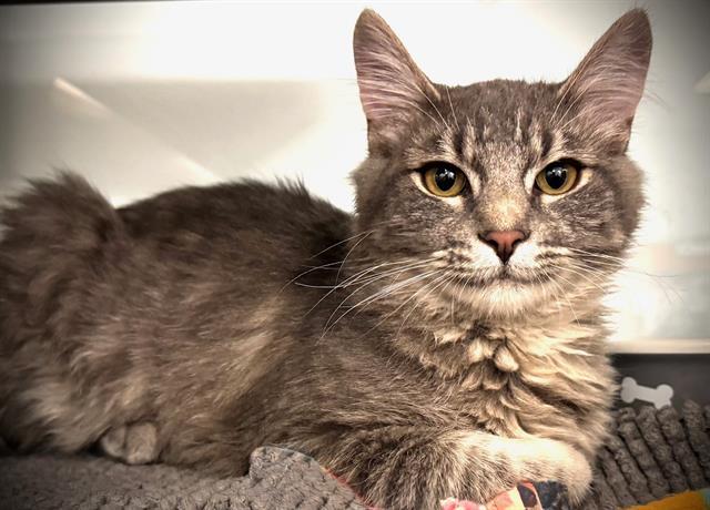 YUCCA*, Adoptable, Young Male Domestic Medium Hair.