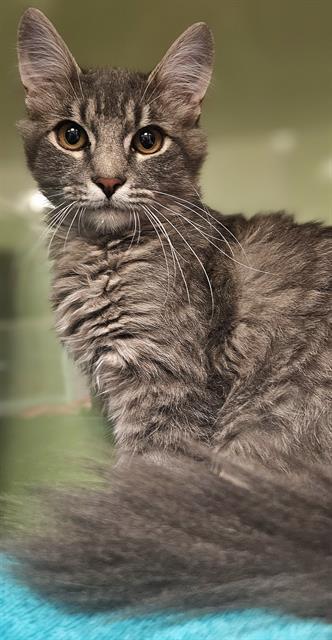 YUCCA*, Adoptable, Kitten Male Domestic Medium Hair.
