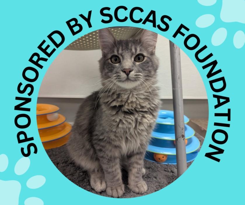 YUCCA*, Adoptable, Young Male Domestic Medium Hair.