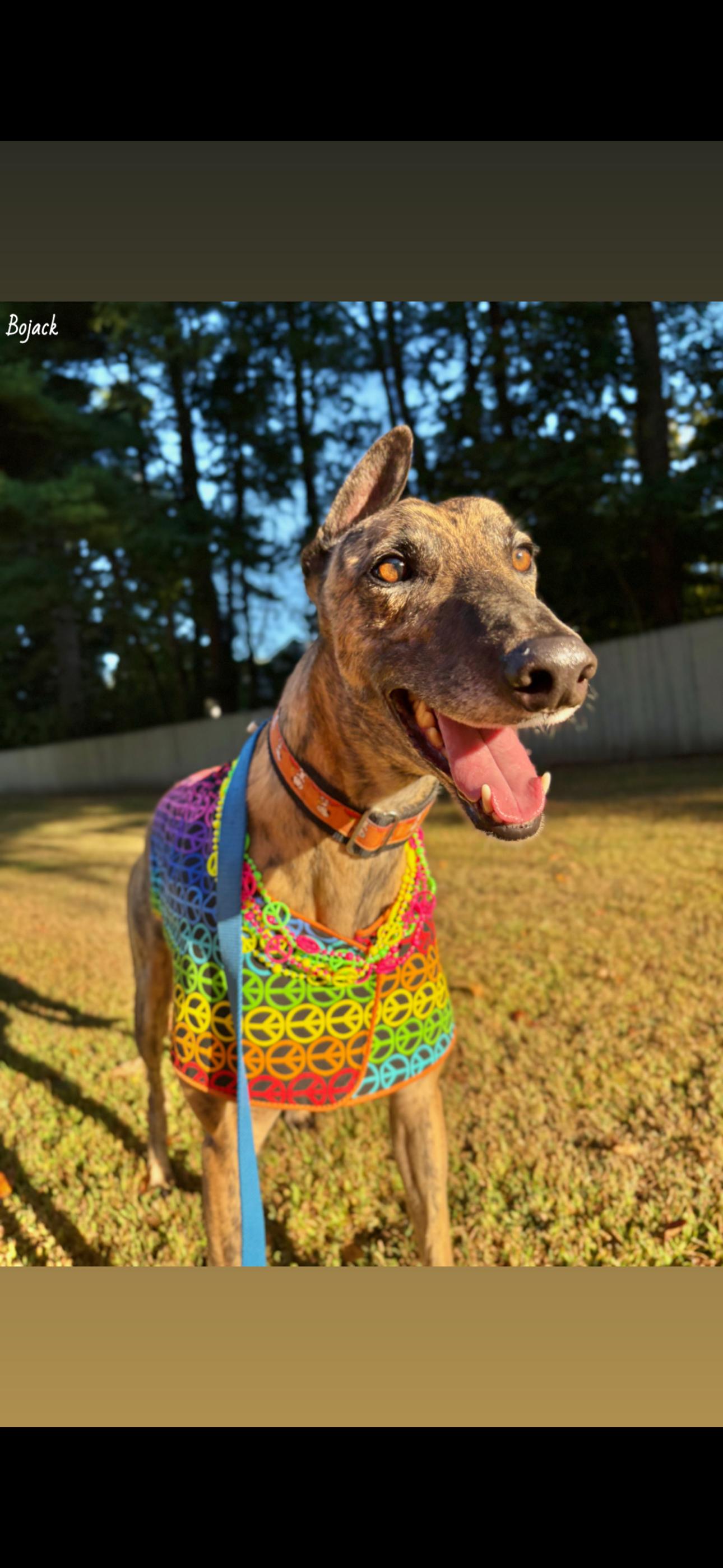 Bojack, an adoptable Greyhound in Swanzey, NH, 03446 | Photo Image 5