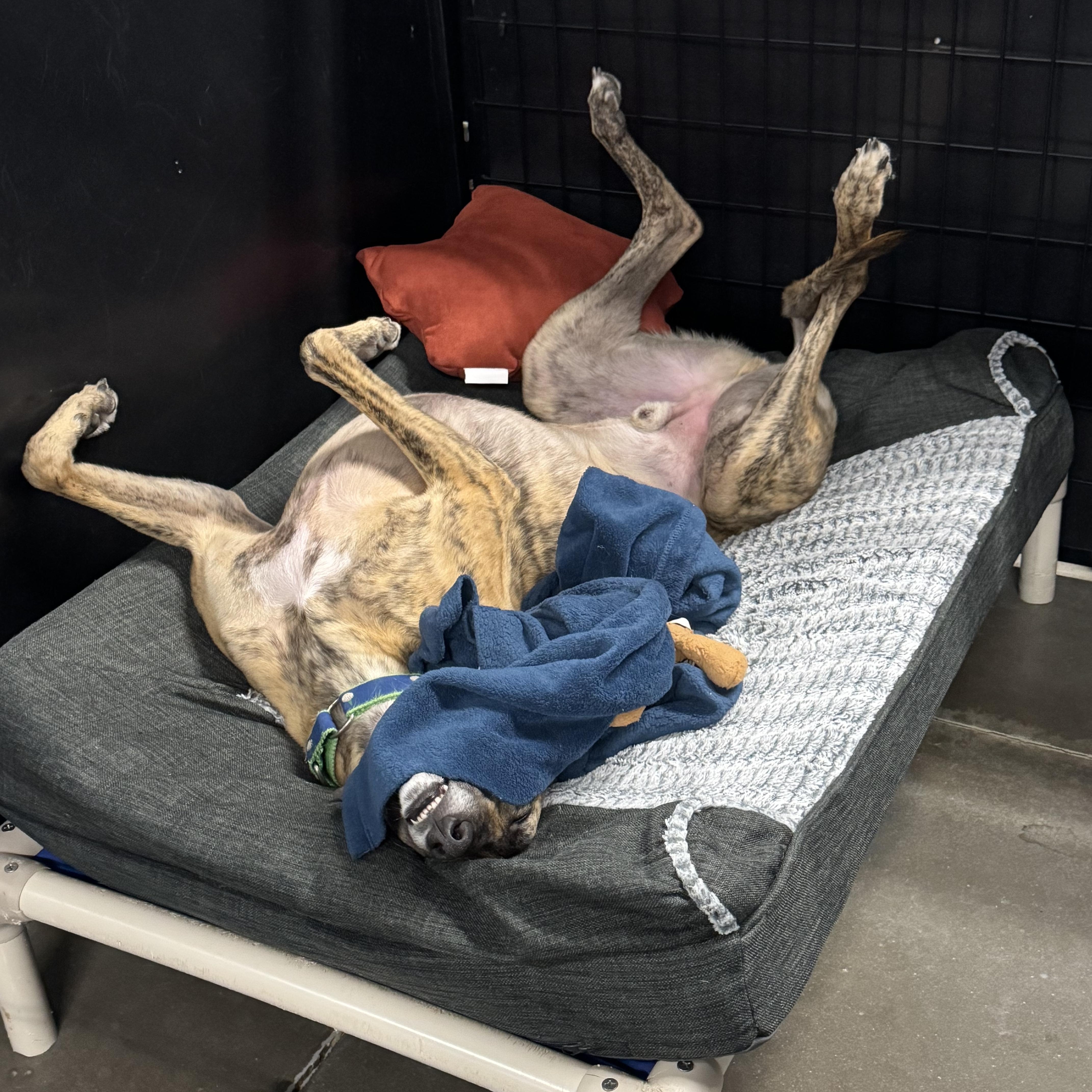 Bojack, Adoptable, Adult Male Greyhound.