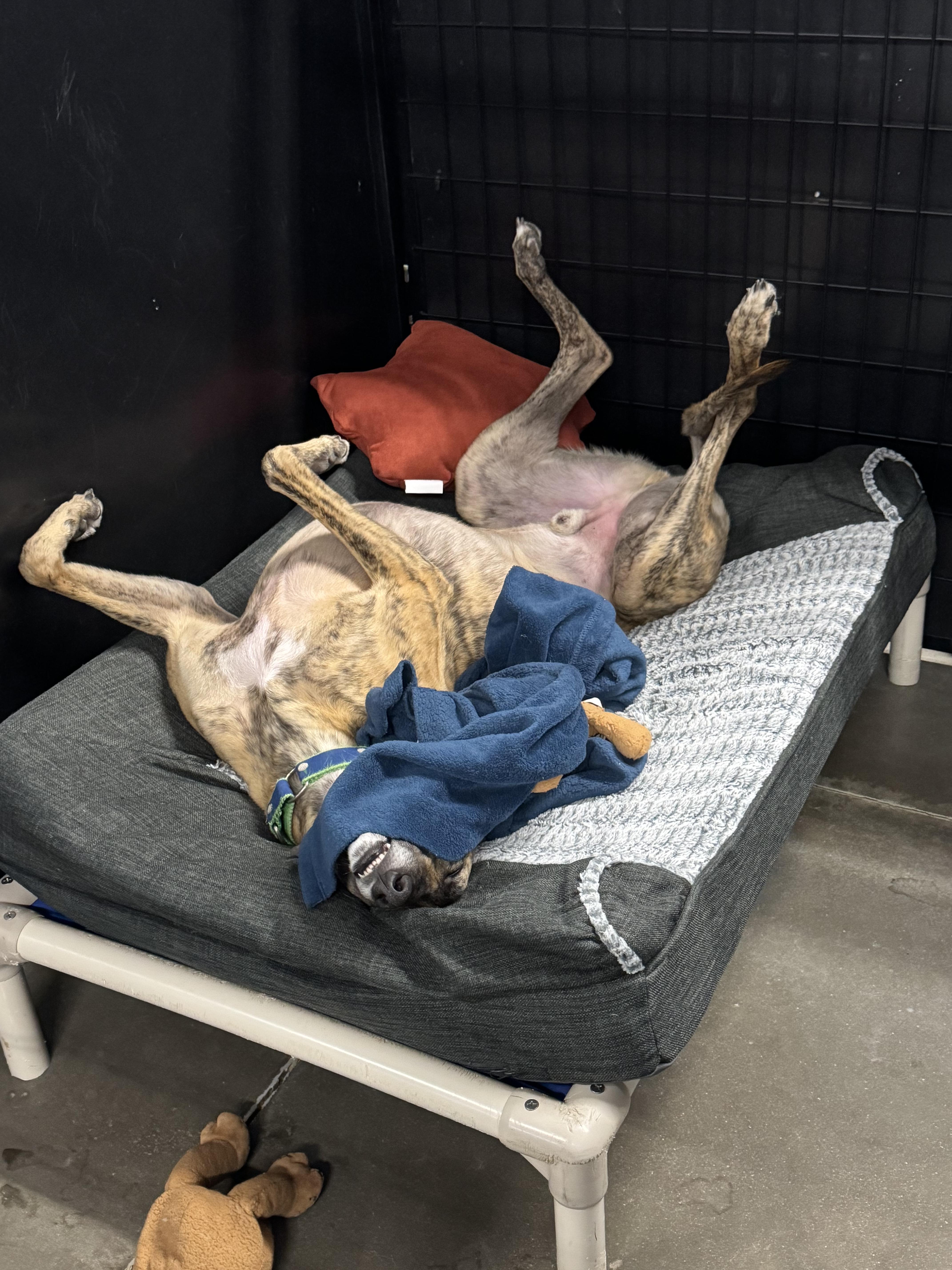 Bojack, an adoptable Greyhound in Swanzey, NH, 03446 | Photo Image 4