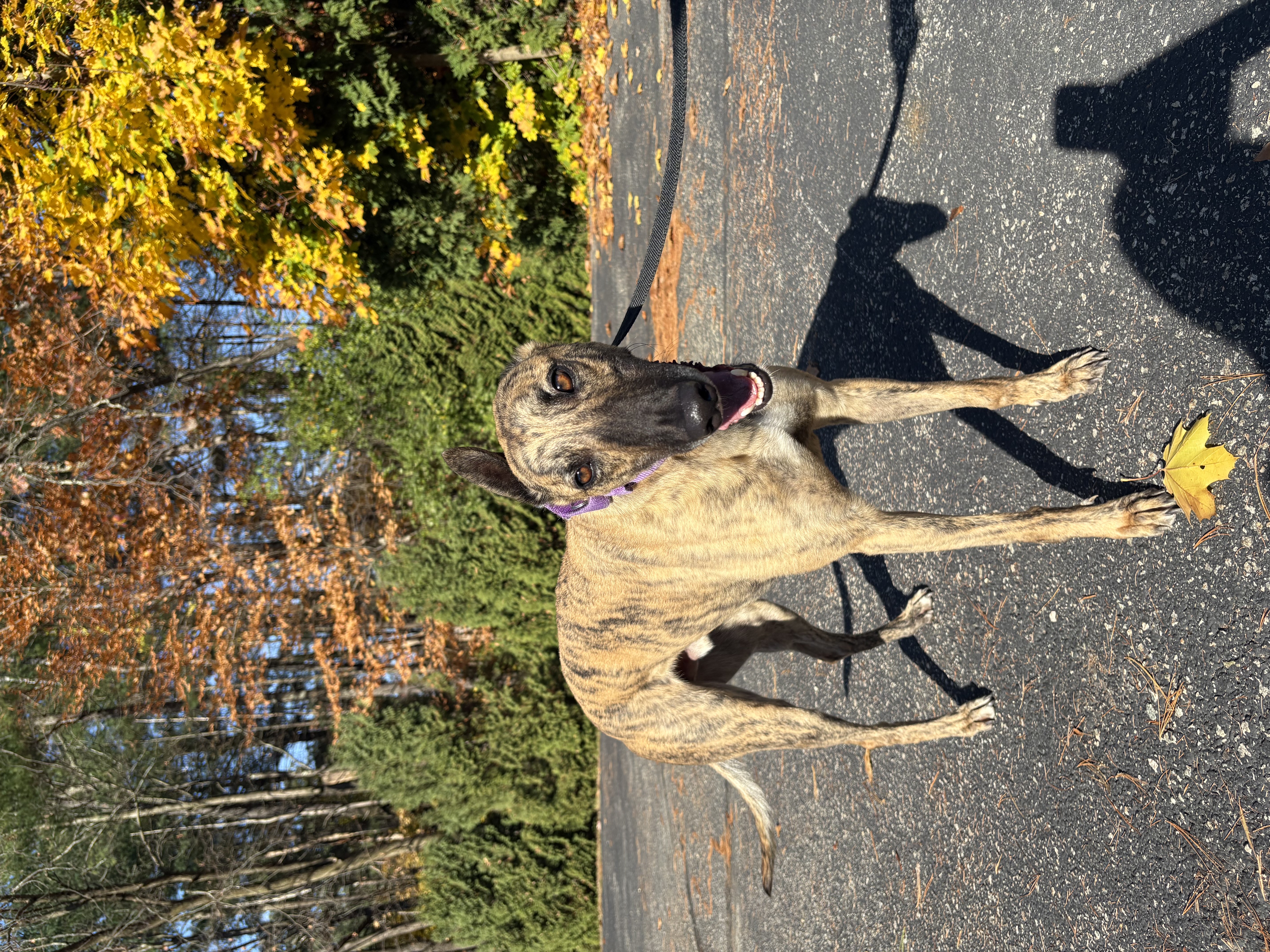 Bojack, a Adoptable Greyhound image 4/6