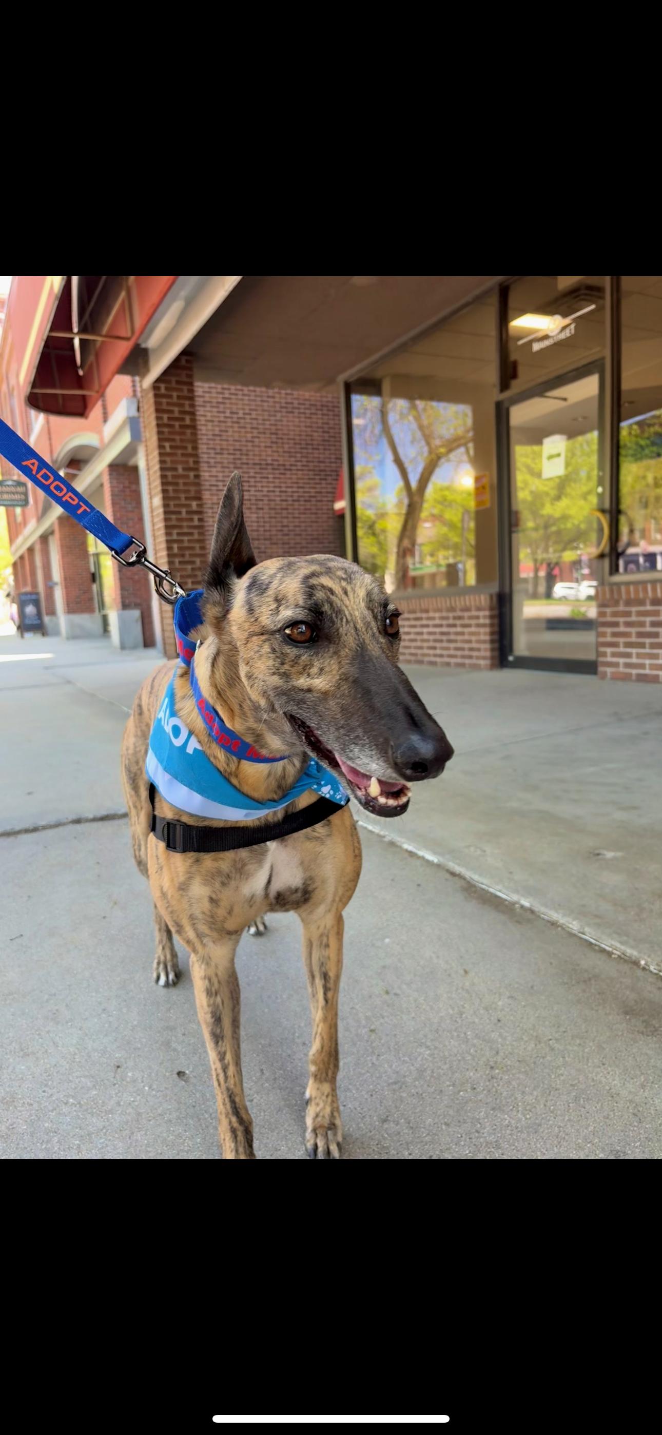 Bojack, an adoptable Greyhound in Swanzey, NH, 03446 | Photo Image 6