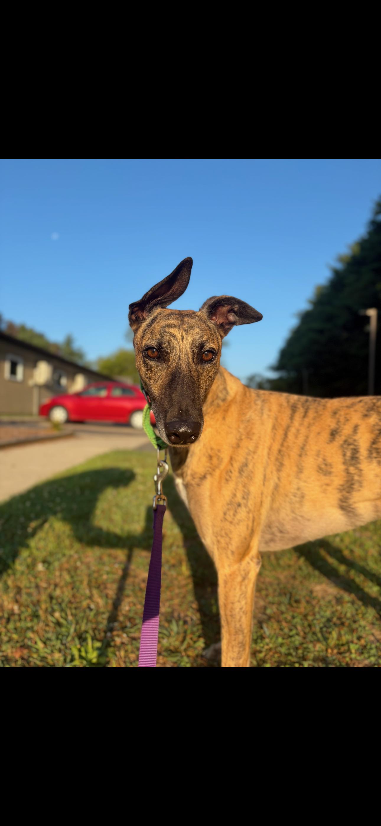 Bojack, an adoptable Greyhound in Swanzey, NH, 03446 | Photo Image 1