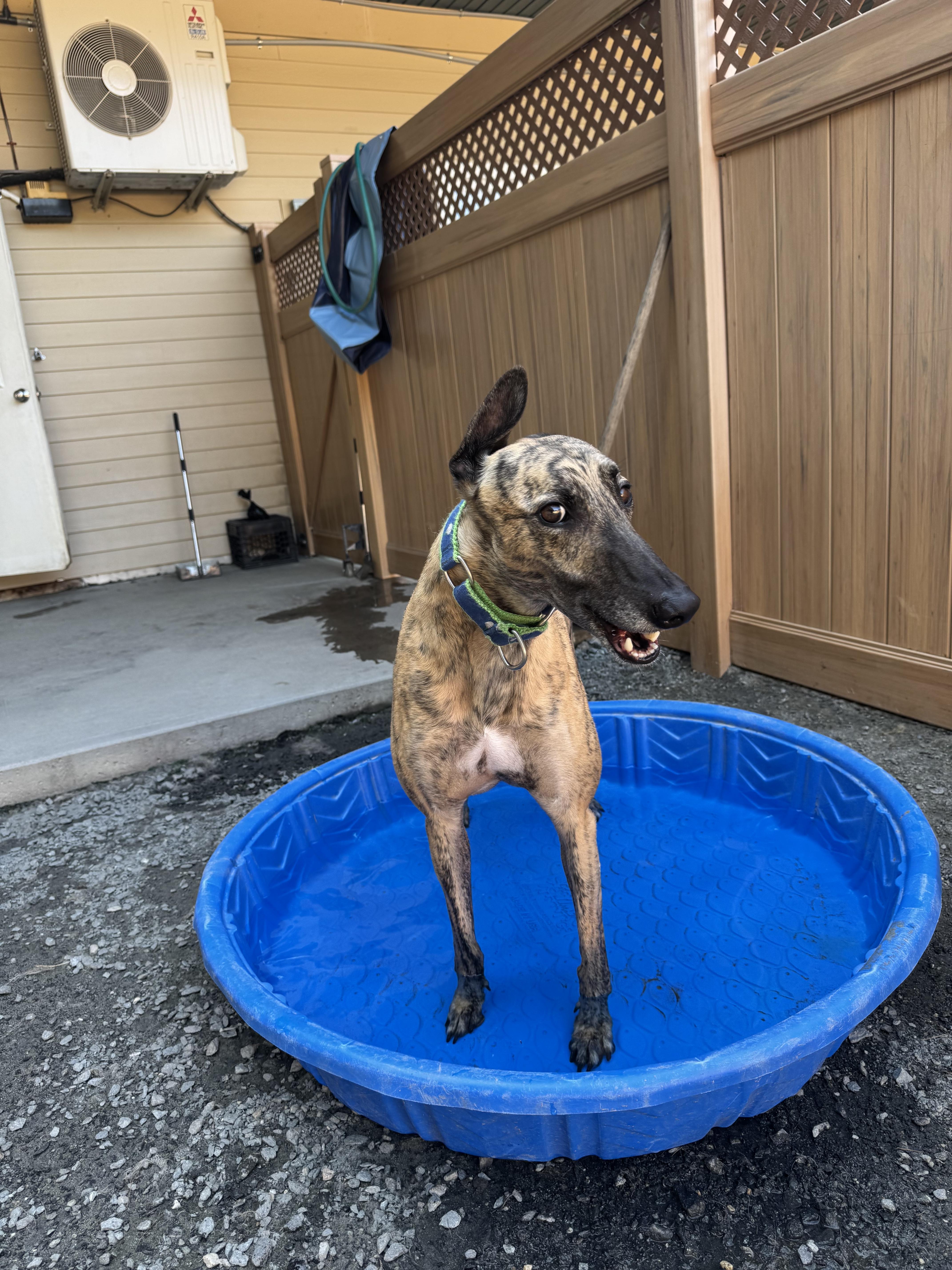Bojack, an adoptable Greyhound in Swanzey, NH, 03446 | Photo Image 3