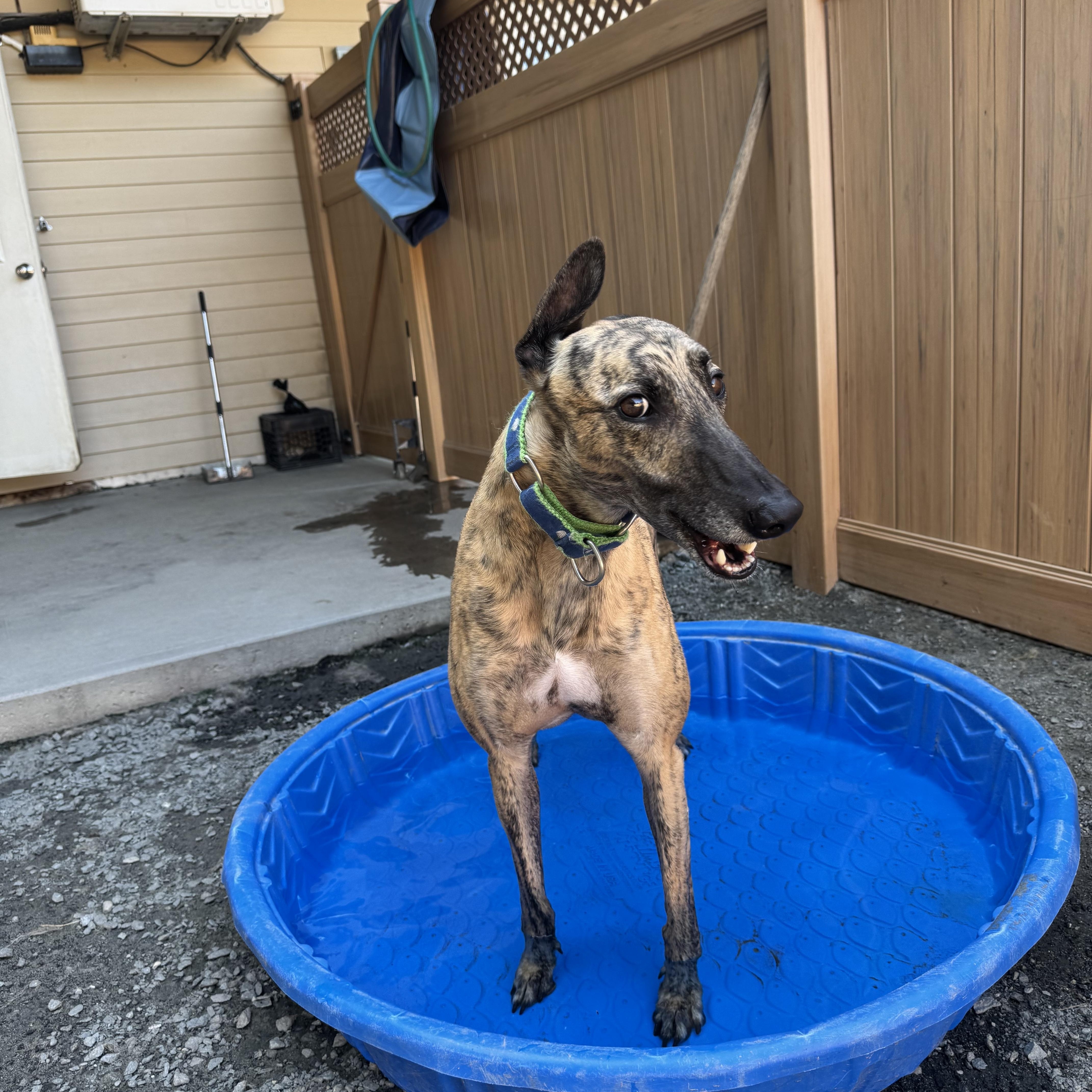 Bojack, a Adoptable Greyhound image 3/6