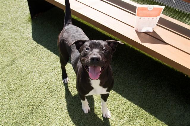 DAMIANO, Adoptable, Young Male Pit Bull Terrier & Mixed Breed.