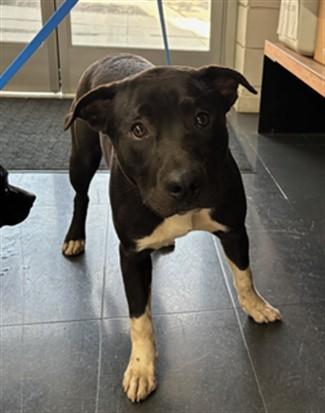 Enlarge DAMIANO, a Adoptable mixed breed in Santa Monica, CA image 1/1