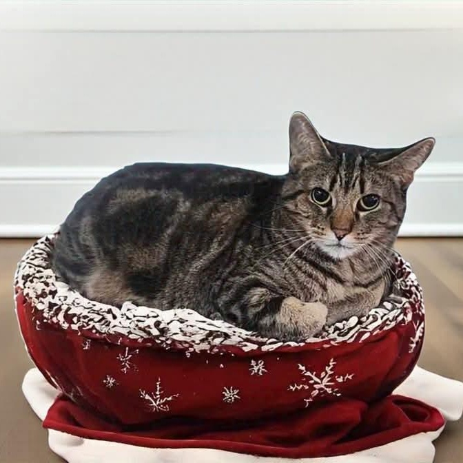 Enlarge Tawni, a Adoptable mixed breed in Greensburg, PA image 2/6