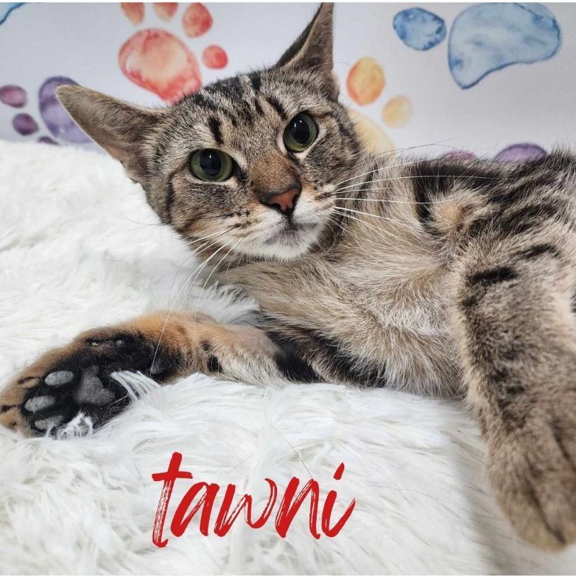 Enlarge Tawni, a Adoptable mixed breed in Greensburg, PA image 3/6