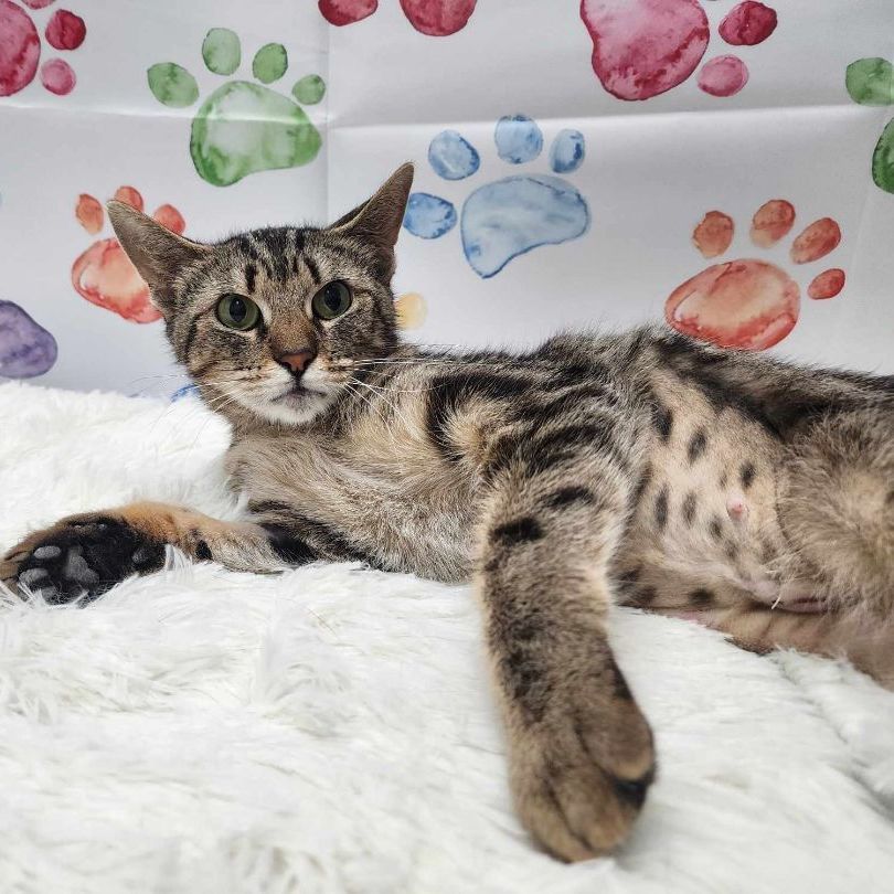 Enlarge Tawni, a Adoptable mixed breed in Greensburg, PA image 5/6