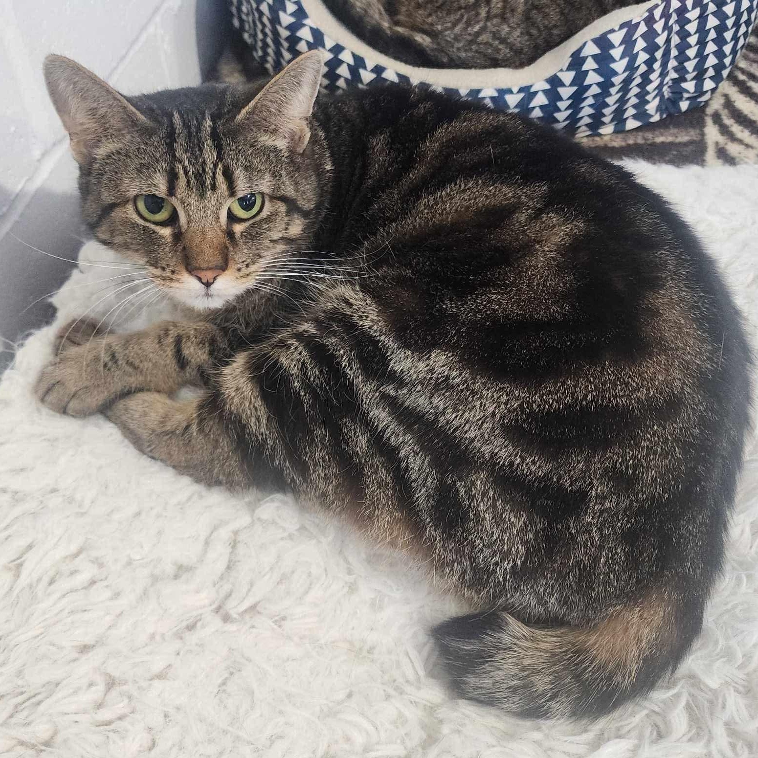 Tawni, Adoptable, Adult Female Domestic Short Hair & Tabby.