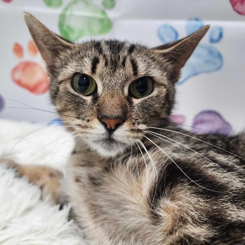 Enlarge Tawni, a Adoptable mixed breed in Greensburg, PA image 6/6