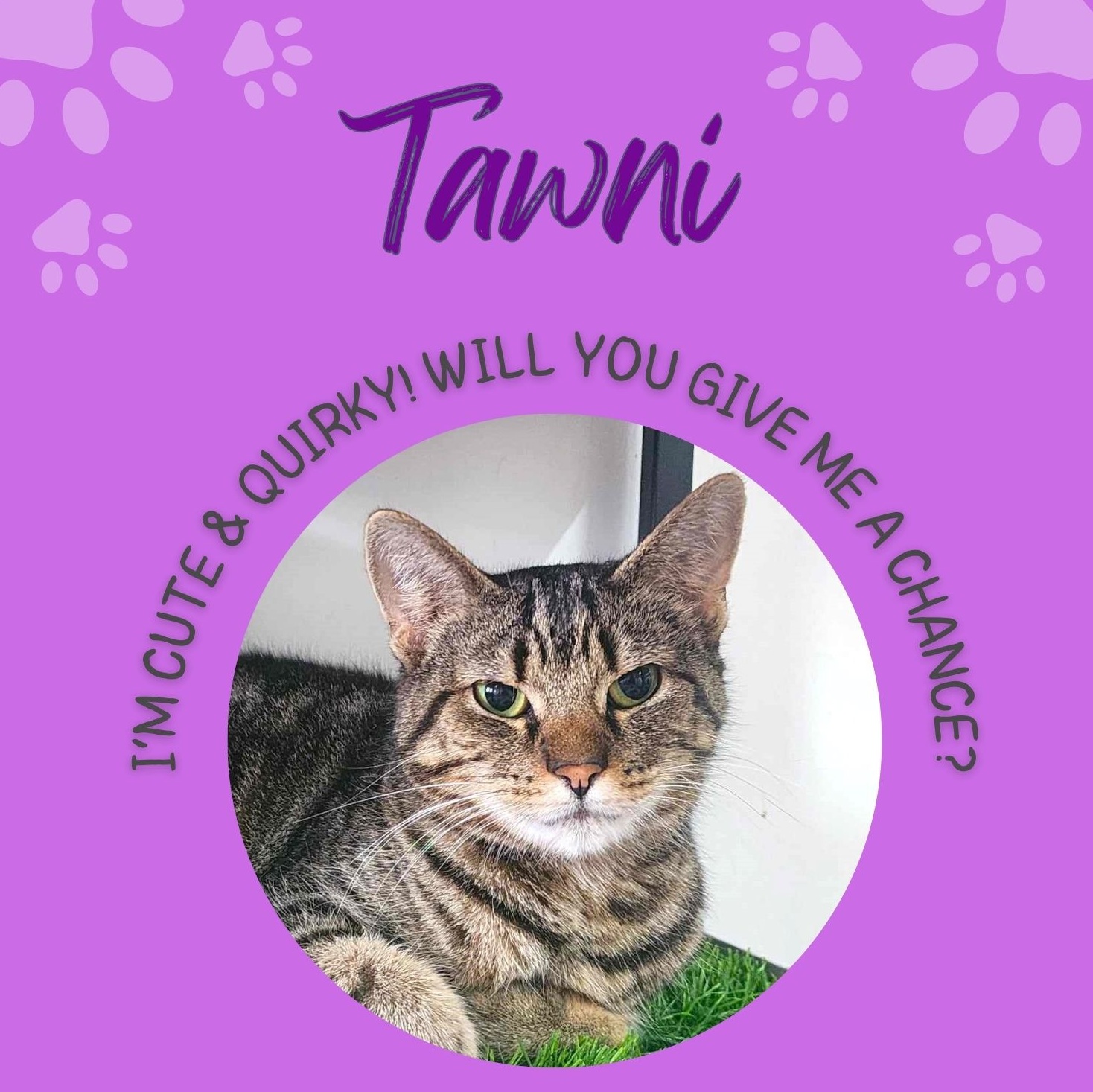 Enlarge Tawni, a Adoptable mixed breed in Greensburg, PA image 4/6