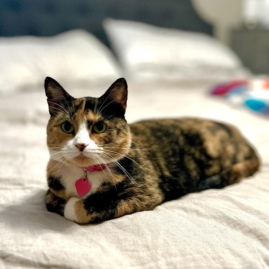 Enlarge Susie, a Adopted Calico in Decatur, AL image 1/3