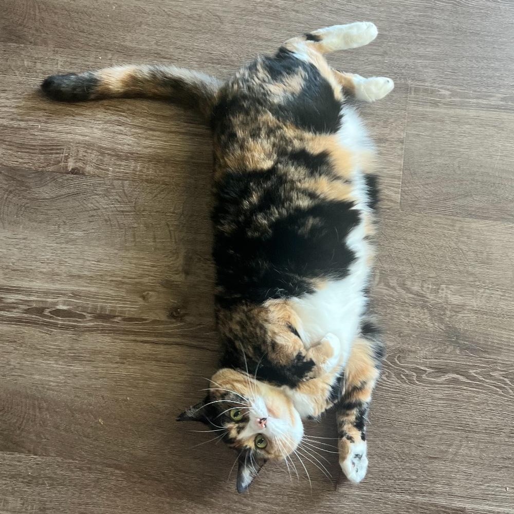 Enlarge Susie, a Adopted Calico in Decatur, AL image 2/3