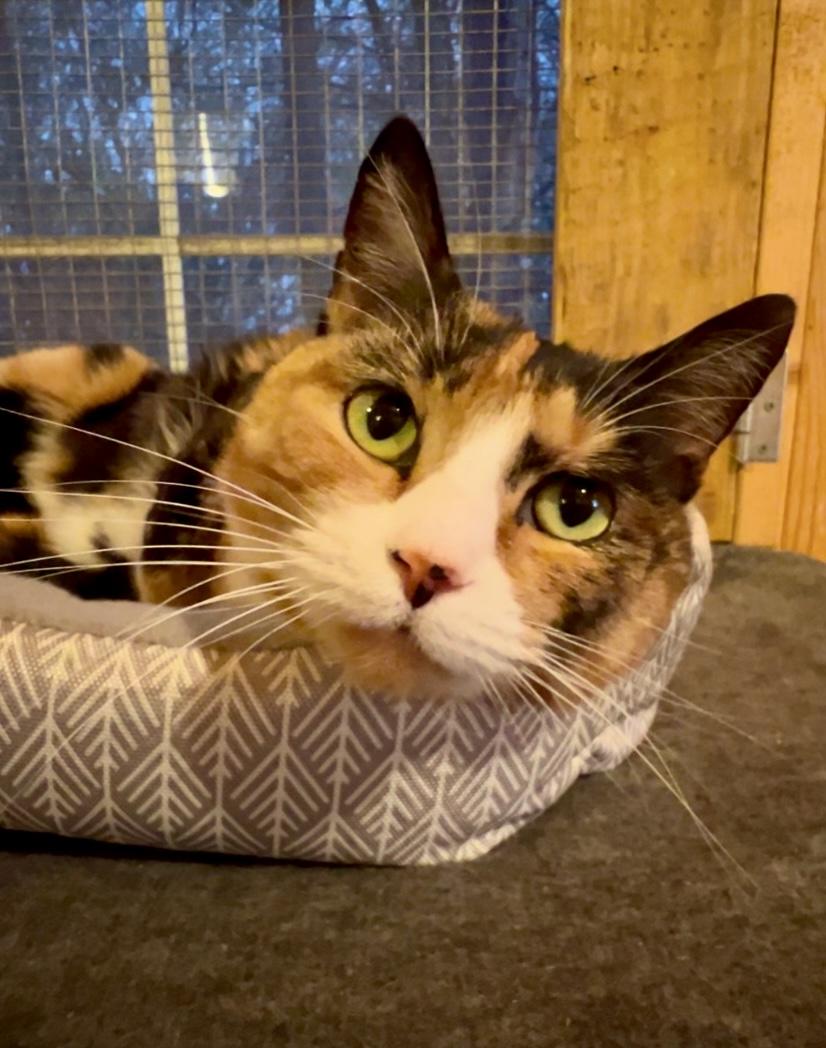 Enlarge Susie, a Adopted Calico in Decatur, AL image 3/3