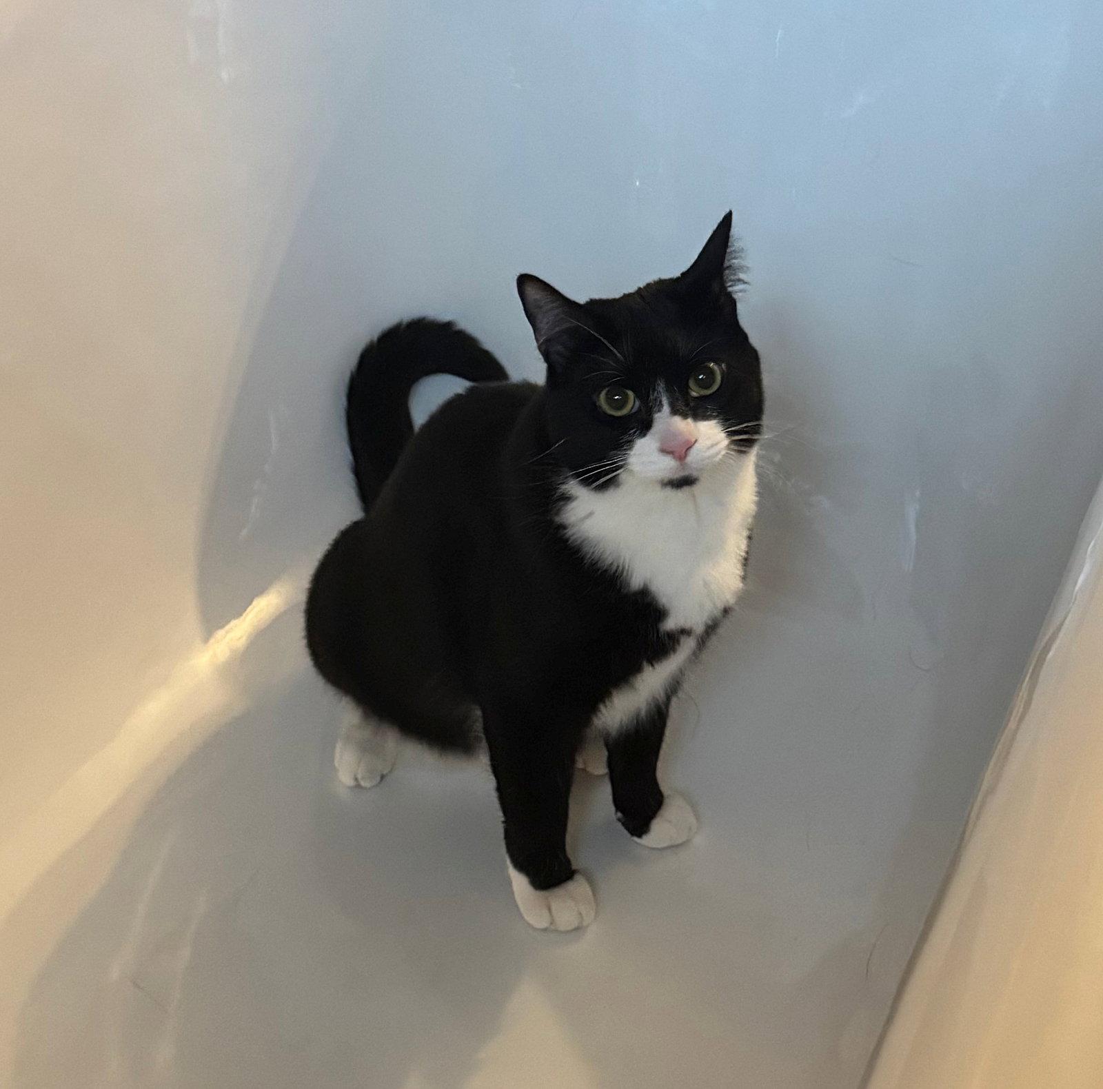 SALT #2023 - Offered by Owner - No cats / Dogs OK, Adoptable, Adult Female Tuxedo & Domestic Short Hair.