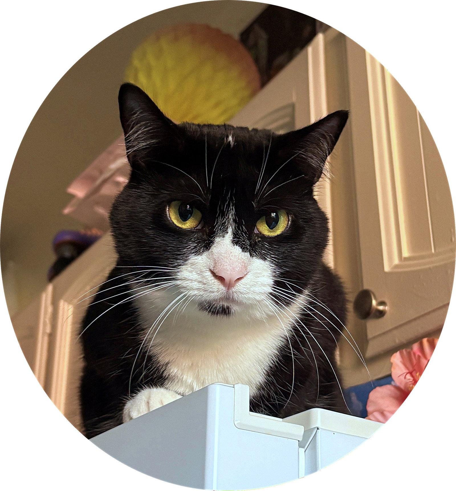 Enlarge SALT #2023 - Offered by Owner - No cats / Dogs OK, a Adoptable mixed breed in Hillsboro, OR image 2/3
