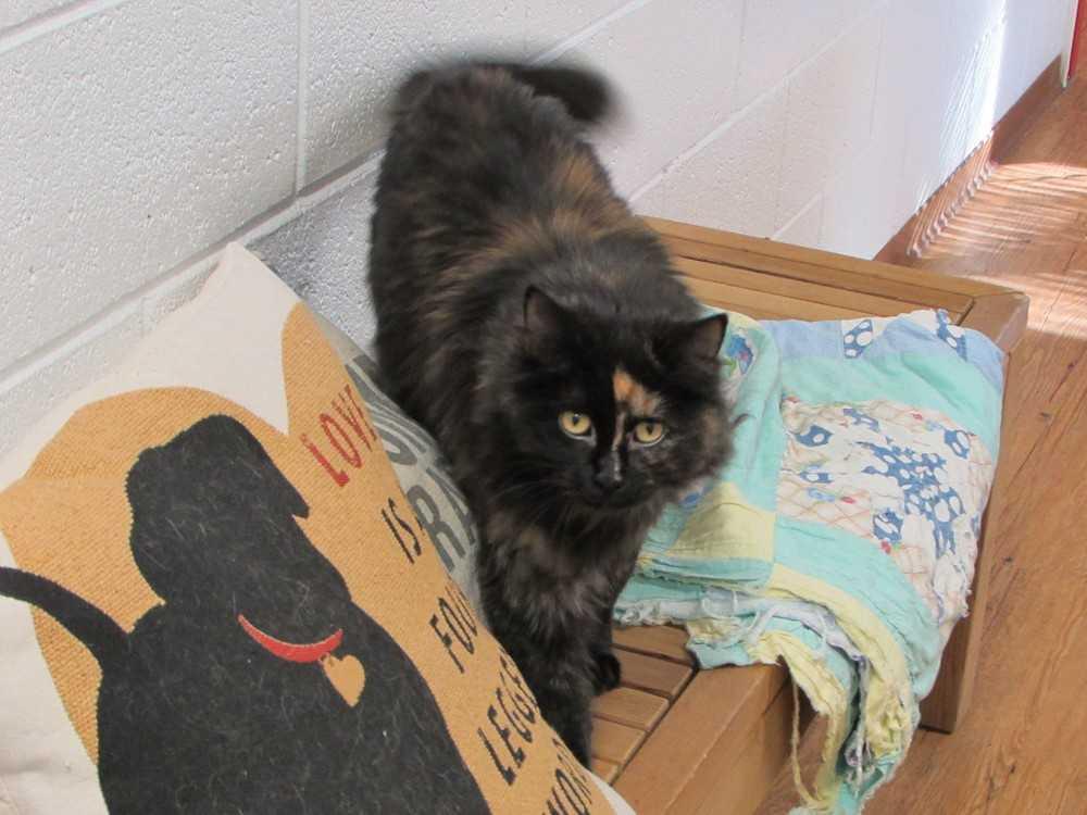 Pumpkin, Adopted, Adult Female Domestic Long Hair.