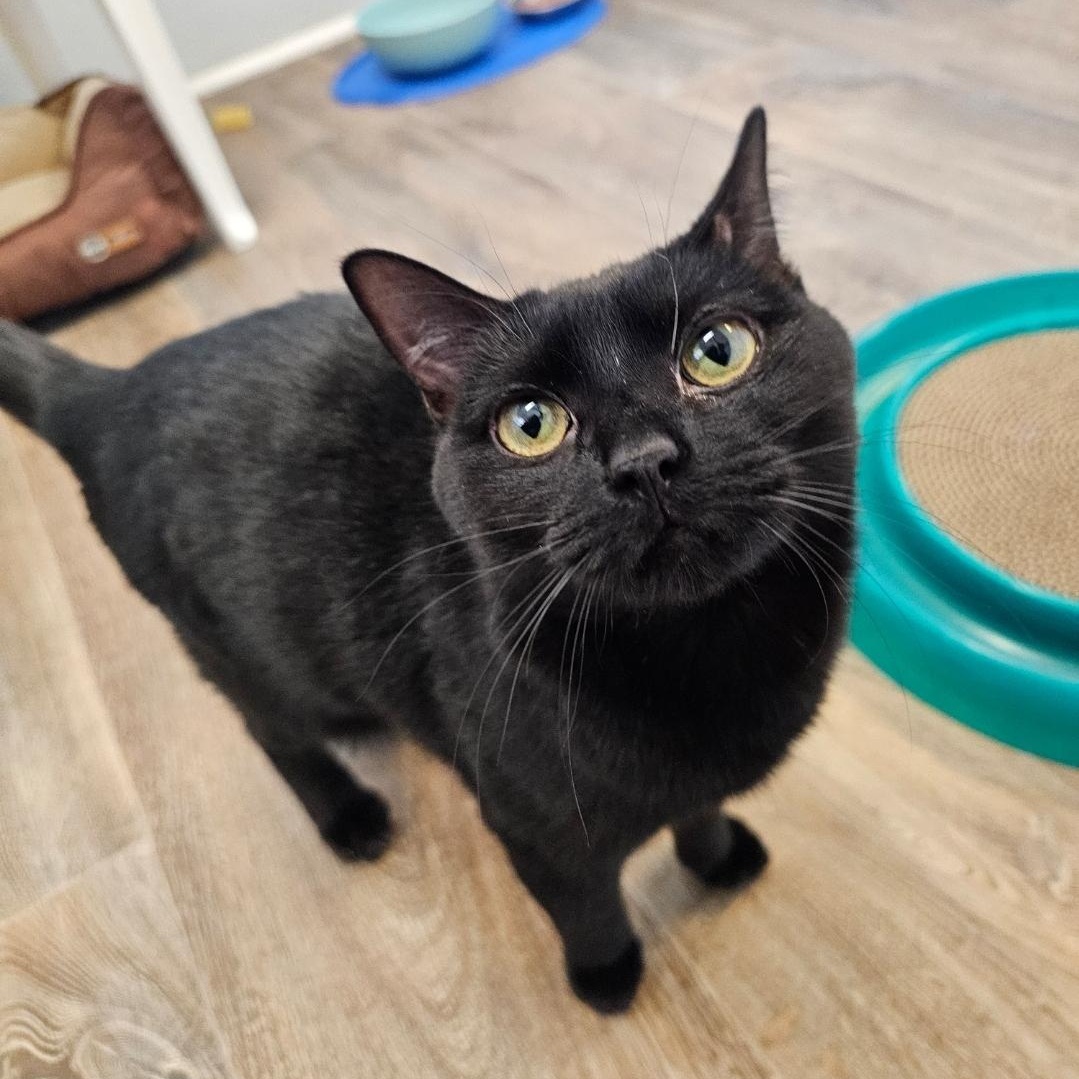 Ember, an adopted Domestic Short Hair in Waynesville, NC image 4/4