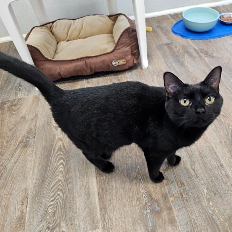 Ember, an adopted Domestic Short Hair in Waynesville, NC image 2/4