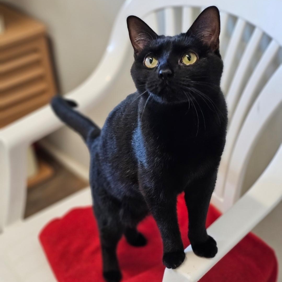 Ember, an adopted Domestic Short Hair in Waynesville, NC image 1/4