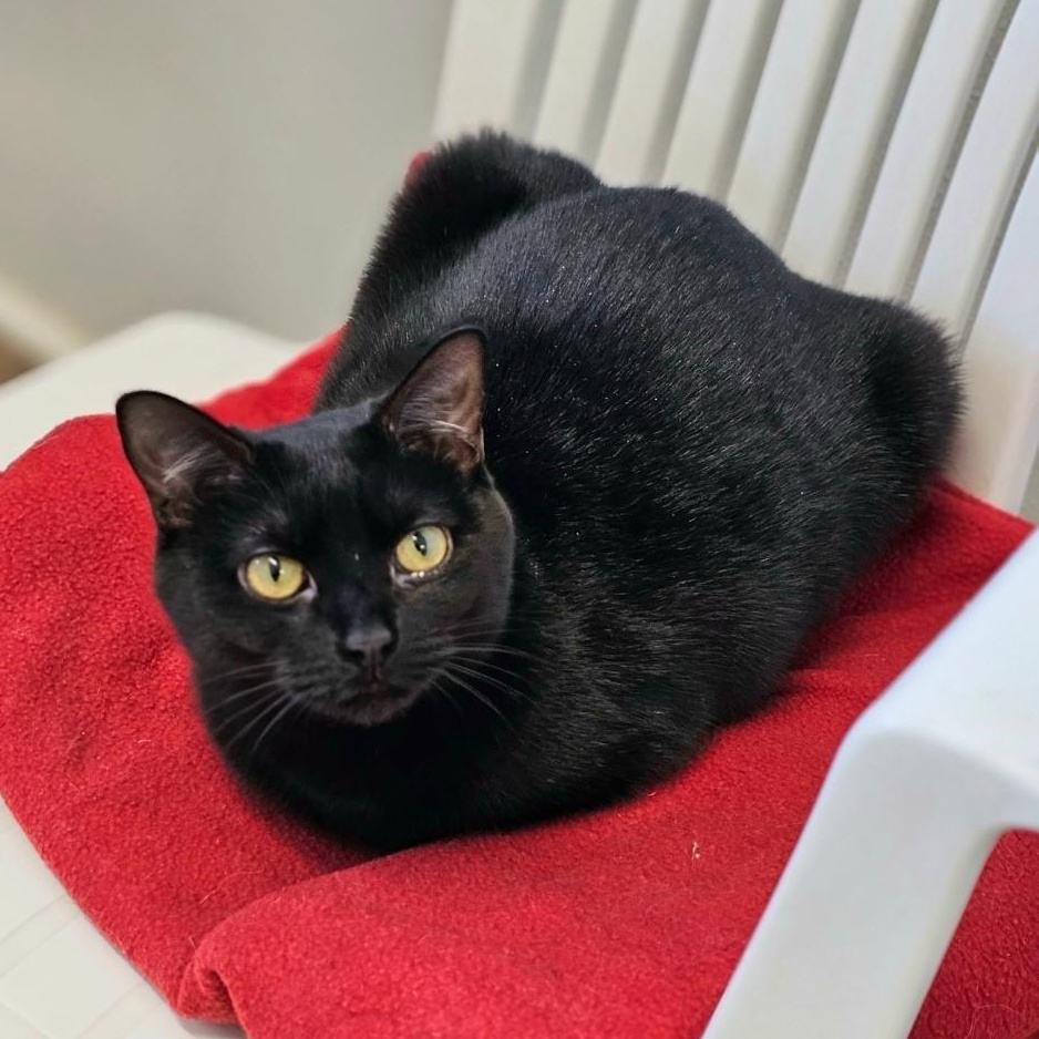 Ember, an adopted Domestic Short Hair in Waynesville, NC image 3/4