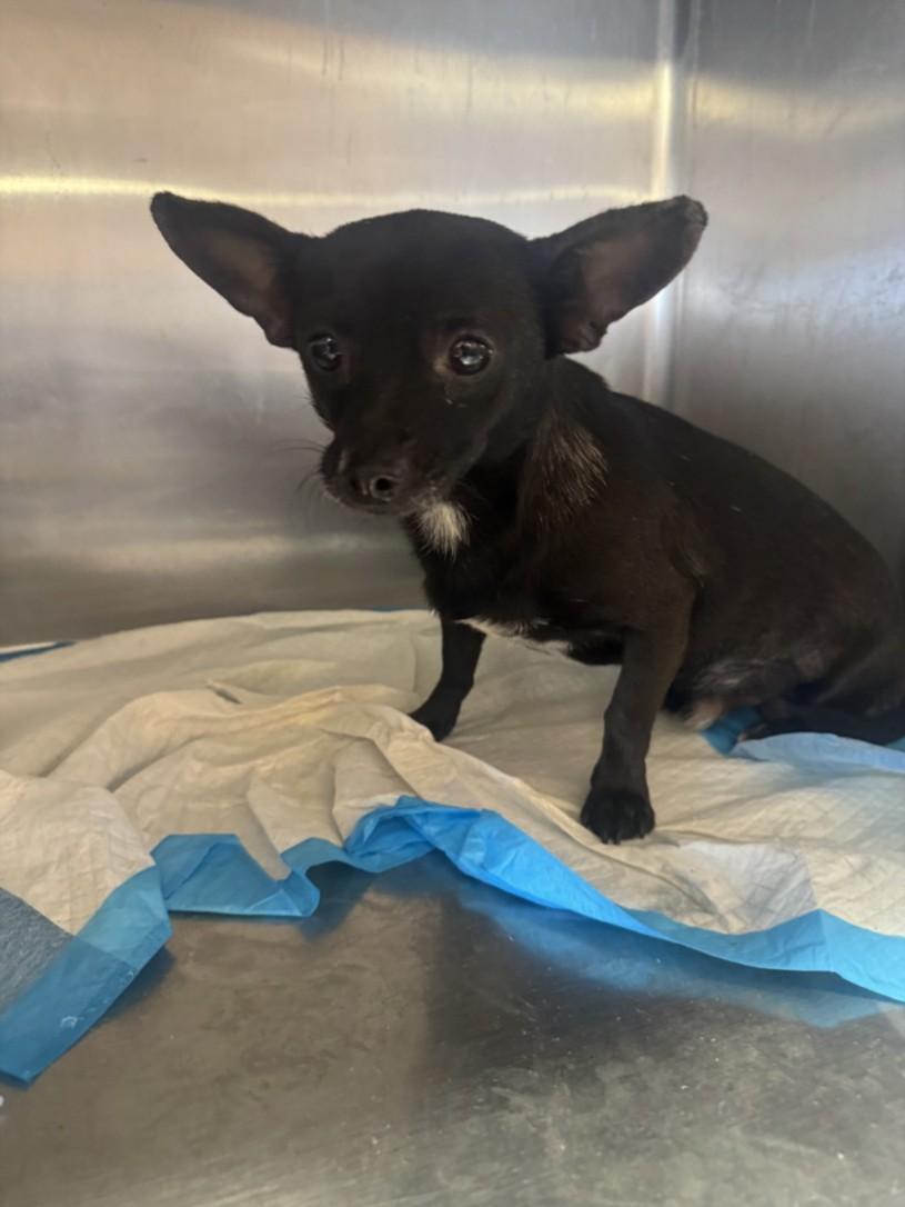 Enlarge A211564, a Adoptable mixed breed in Olivehurst, CA image 1/1