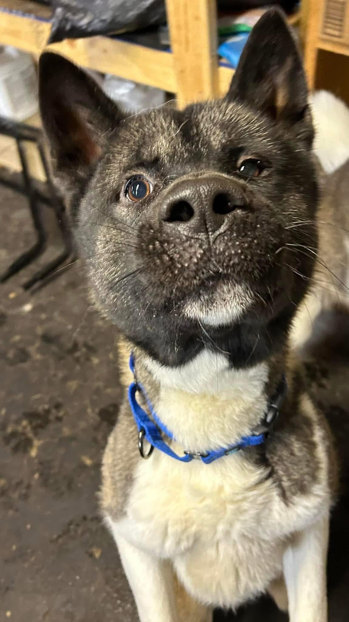 Taz and Sasha, Adoptable, Young Male Akita.