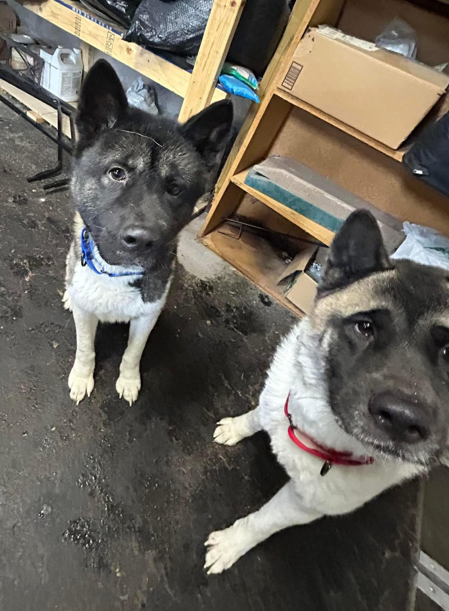 Enlarge Taz and Sasha, a Adoptable Akita in Dearborn, MI image 2/6