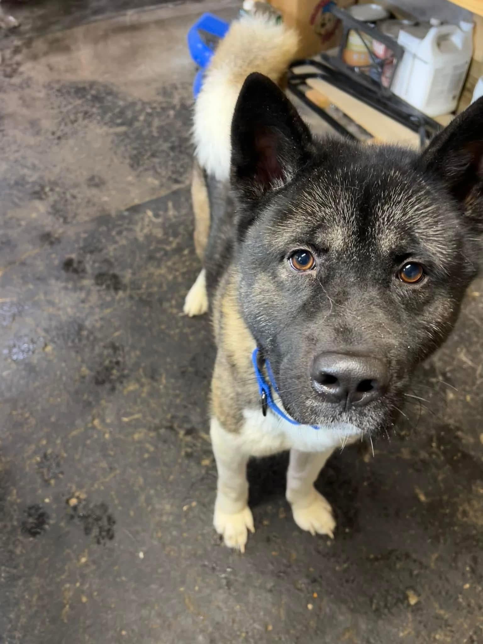 Enlarge Taz and Sasha, a Adoptable Akita in Dearborn, MI image 3/6