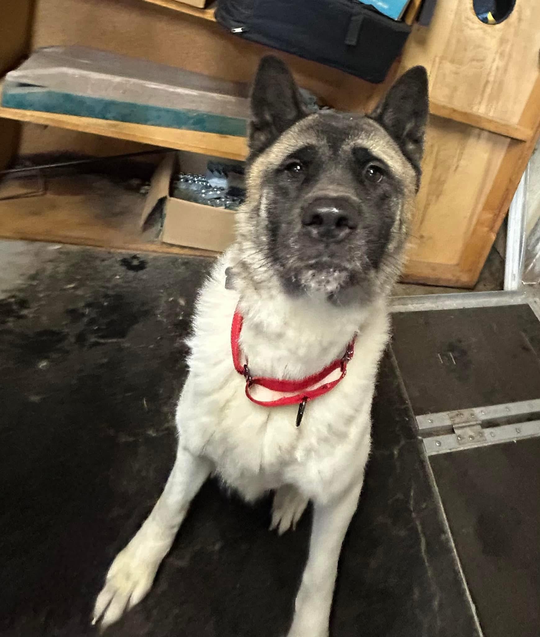 Enlarge Taz and Sasha, a Adoptable Akita in Dearborn, MI image 4/6