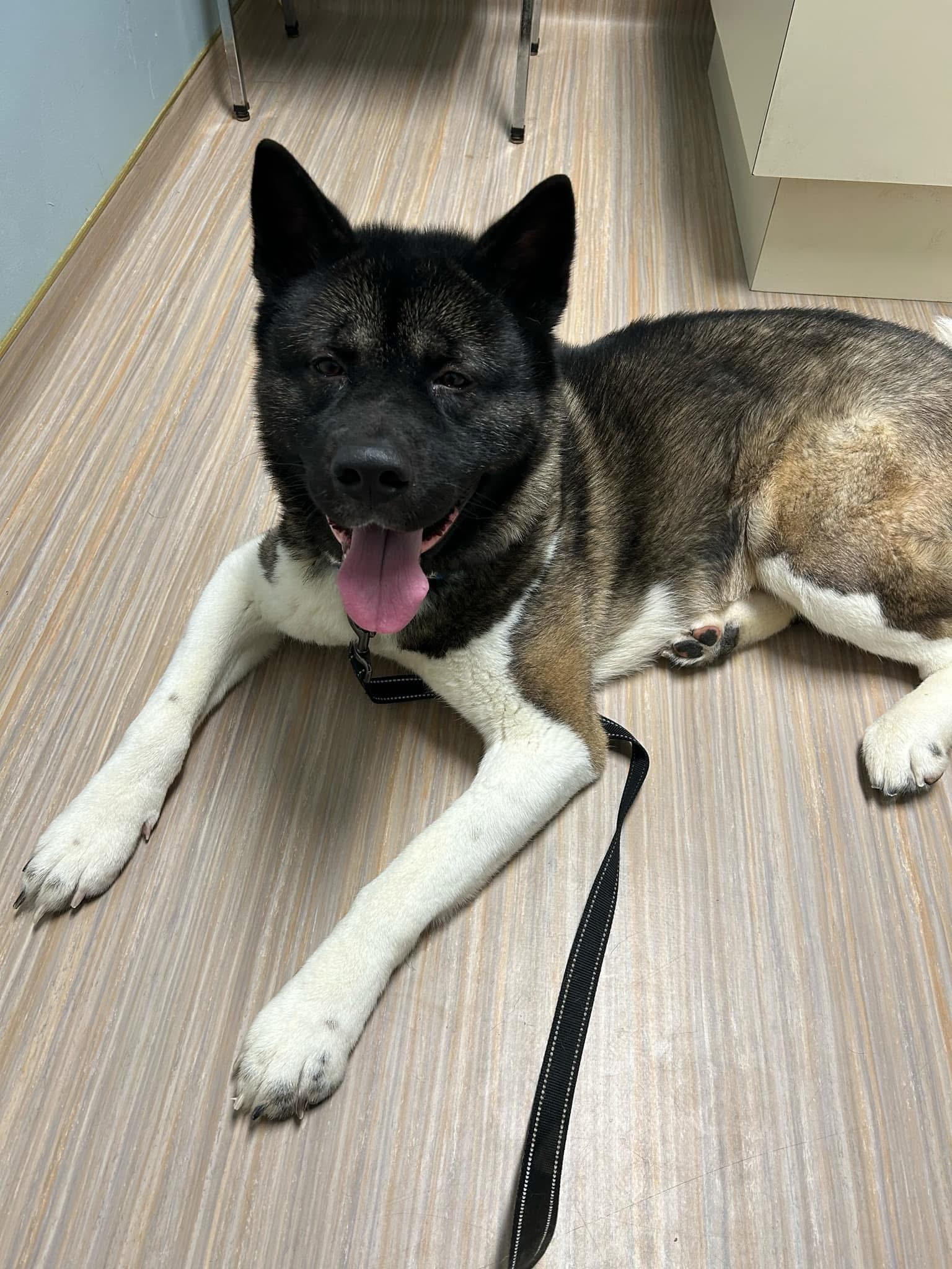 Enlarge Taz and Sasha, a Adoptable Akita in Dearborn, MI image 5/6