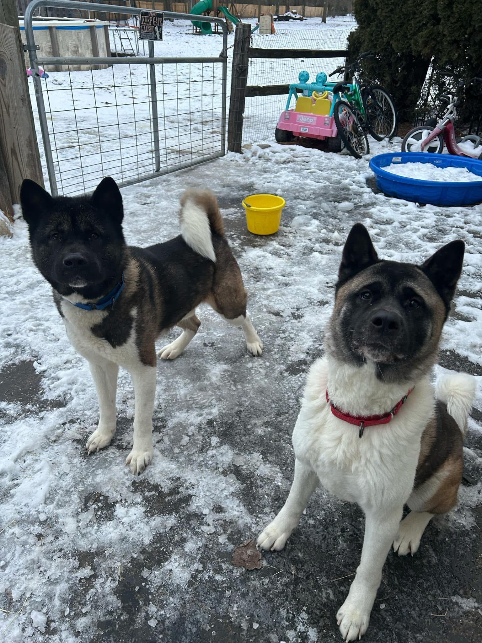 Enlarge Taz and Sasha, a Adoptable Akita in Dearborn, MI image 6/6