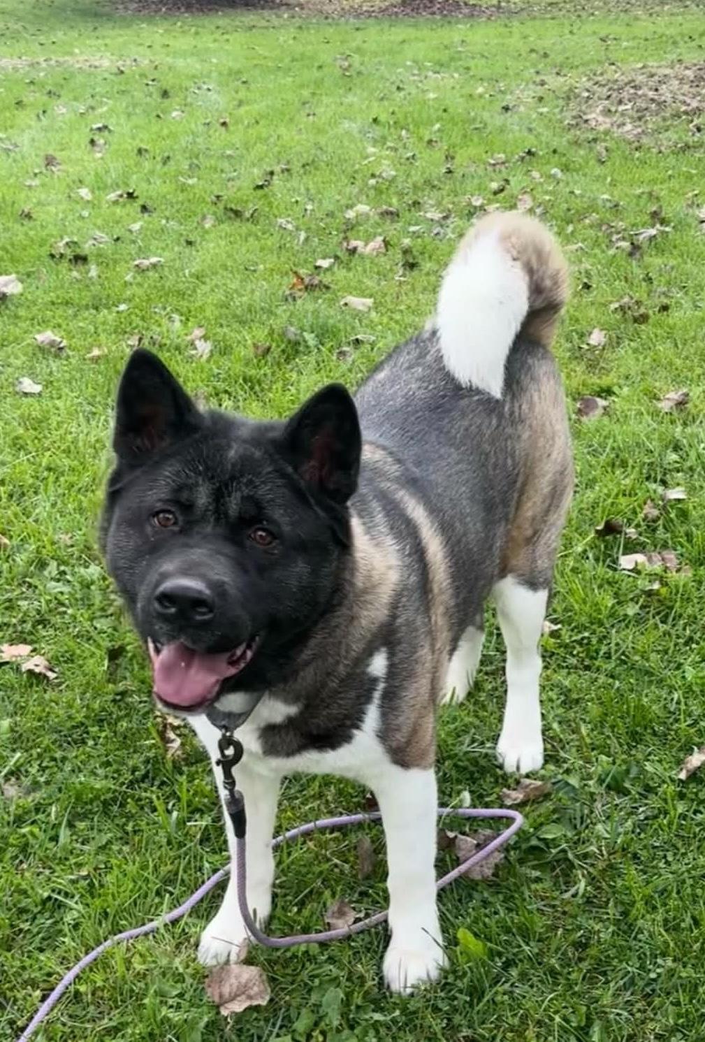 Enlarge Taz, a Adoptable Akita in Dearborn, MI image 2/2