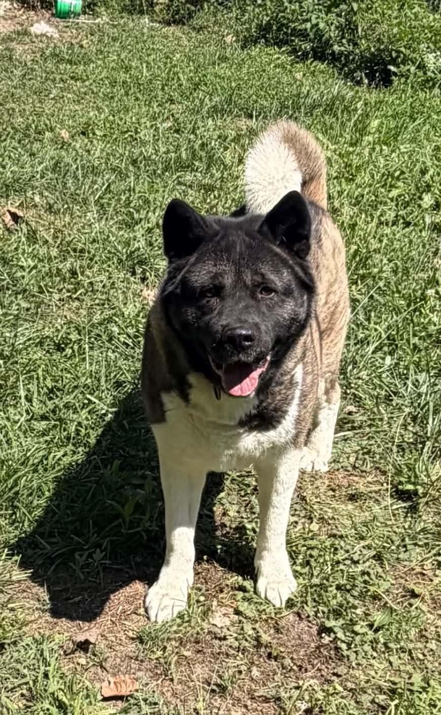 Taz, Adoptable, Adult Male Akita.