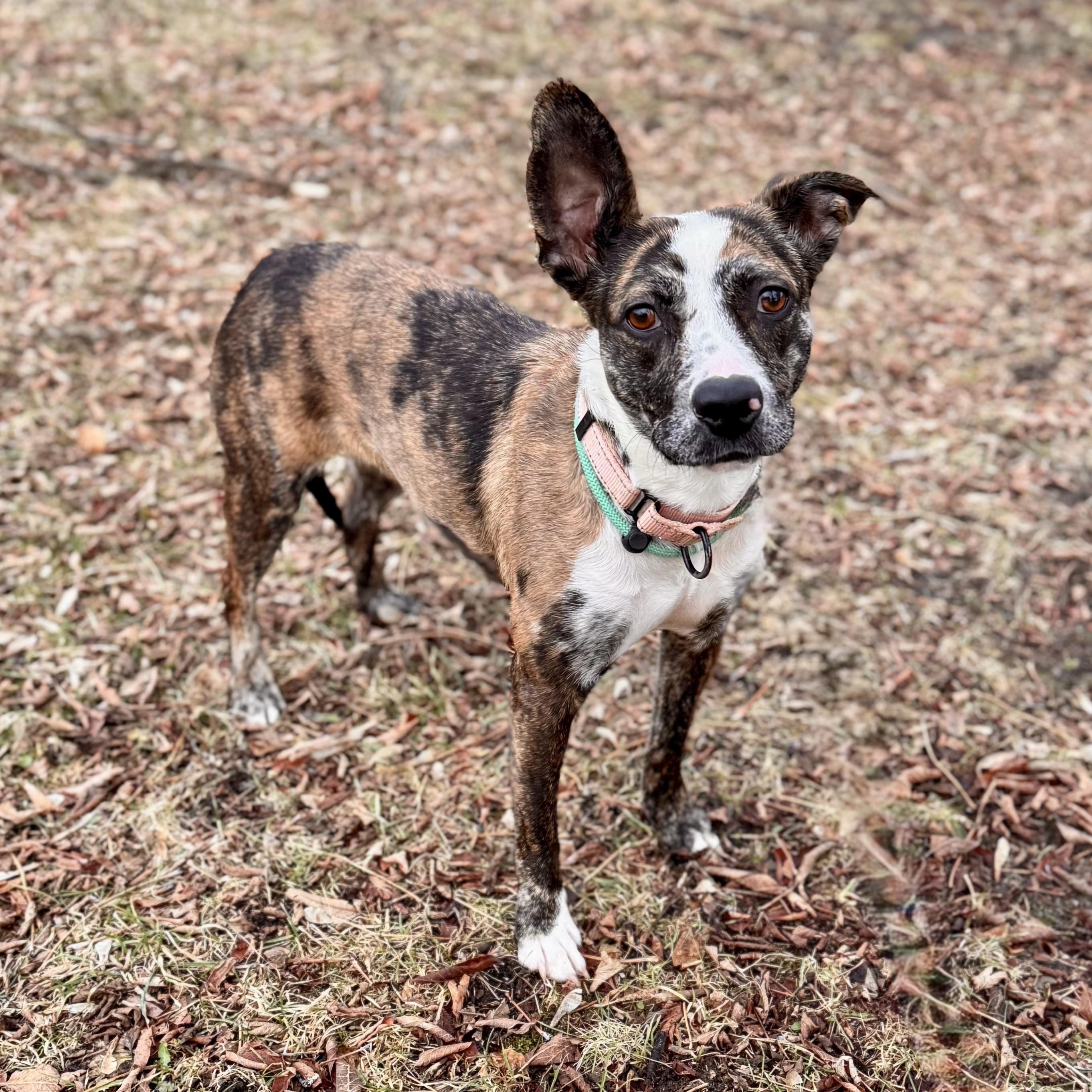 Enlarge Mouse, a ADOPTABLE mixed breed in Midland, MI image 1/5