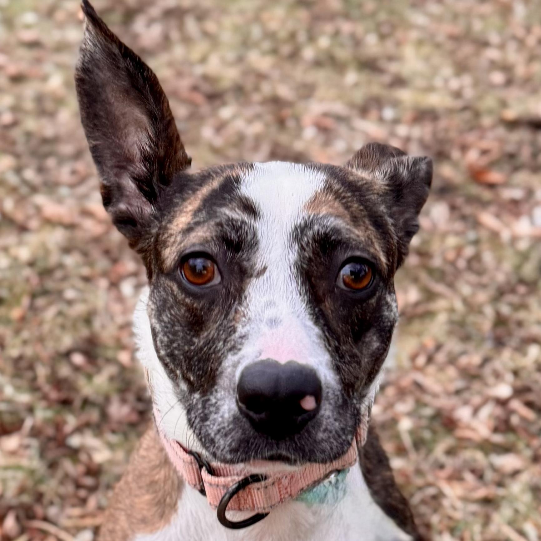 Enlarge Mouse, a ADOPTABLE mixed breed in Midland, MI image 4/5